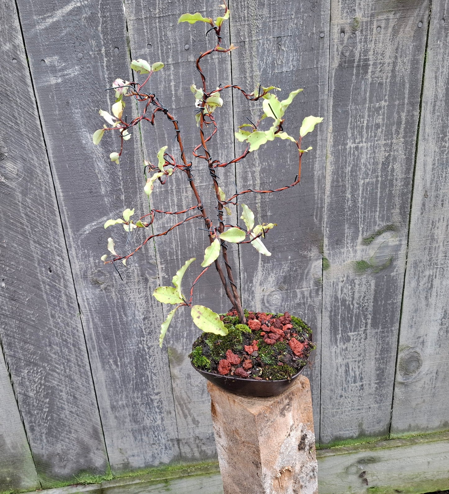 🌳 Sokan style - Tarata Dual Trunk Bonsai 🌳