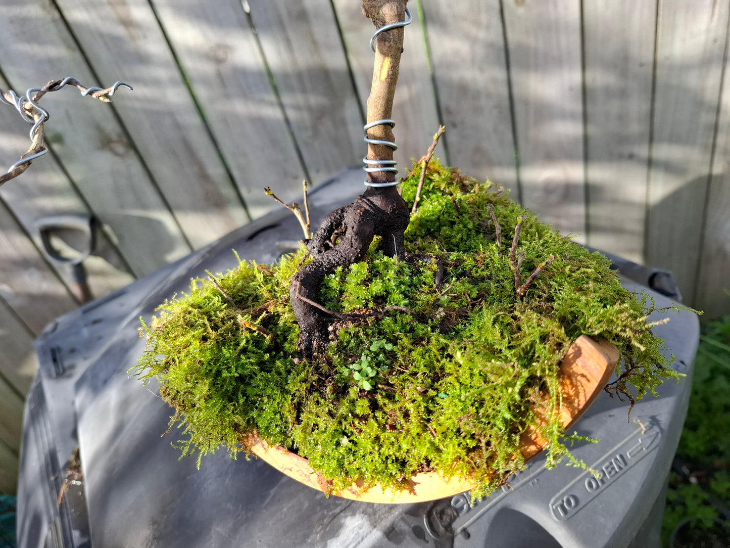 🌸🍃 Camellia Nebari Style Bonsai — Exposed Root Elegance in Polished Wood