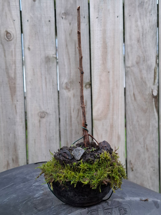 🌱 Literati Bonsai – Minimal Form, Maximum Presence