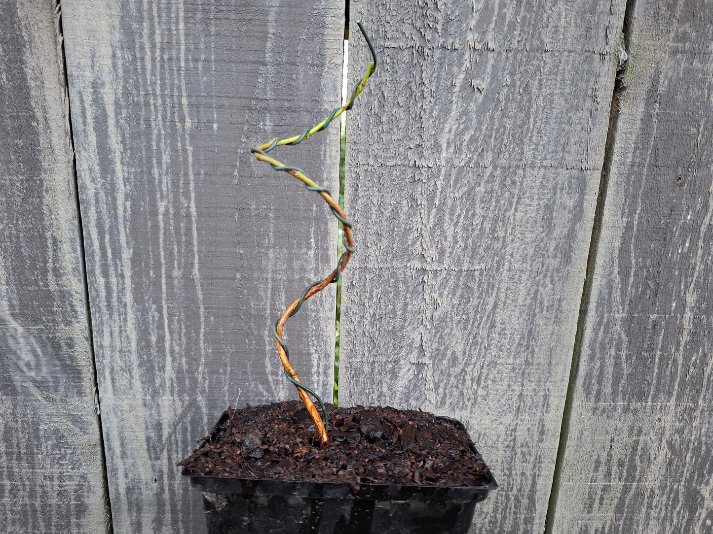 Starter Bonsai – A Perfect Beginning 🌊🌲