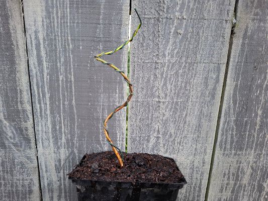 Starter Bonsai – A Perfect Beginning 🌊🌲