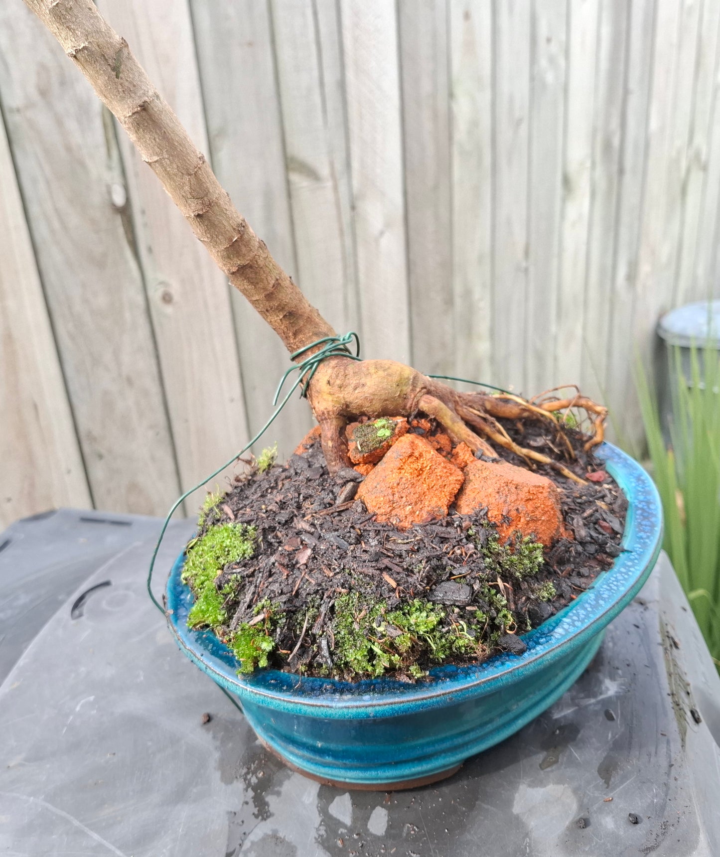 🌿 Shakan (Slanting Style) & Sekijoju (Root-Over-Rock Style) Bonsai 🌿