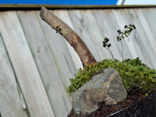 Gnarled trunk with active budding, natural stone anchor, and lush groundcover of Milk Moss