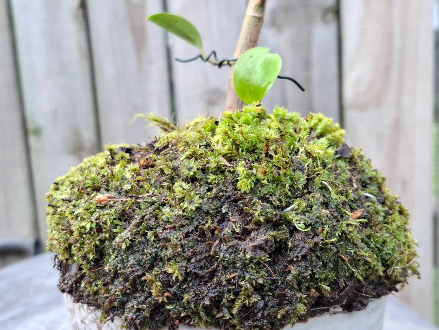 Griselinia littoralis (Kapuka / Kaupuka)- Windswept-Style Bonsai with Supporting Rock