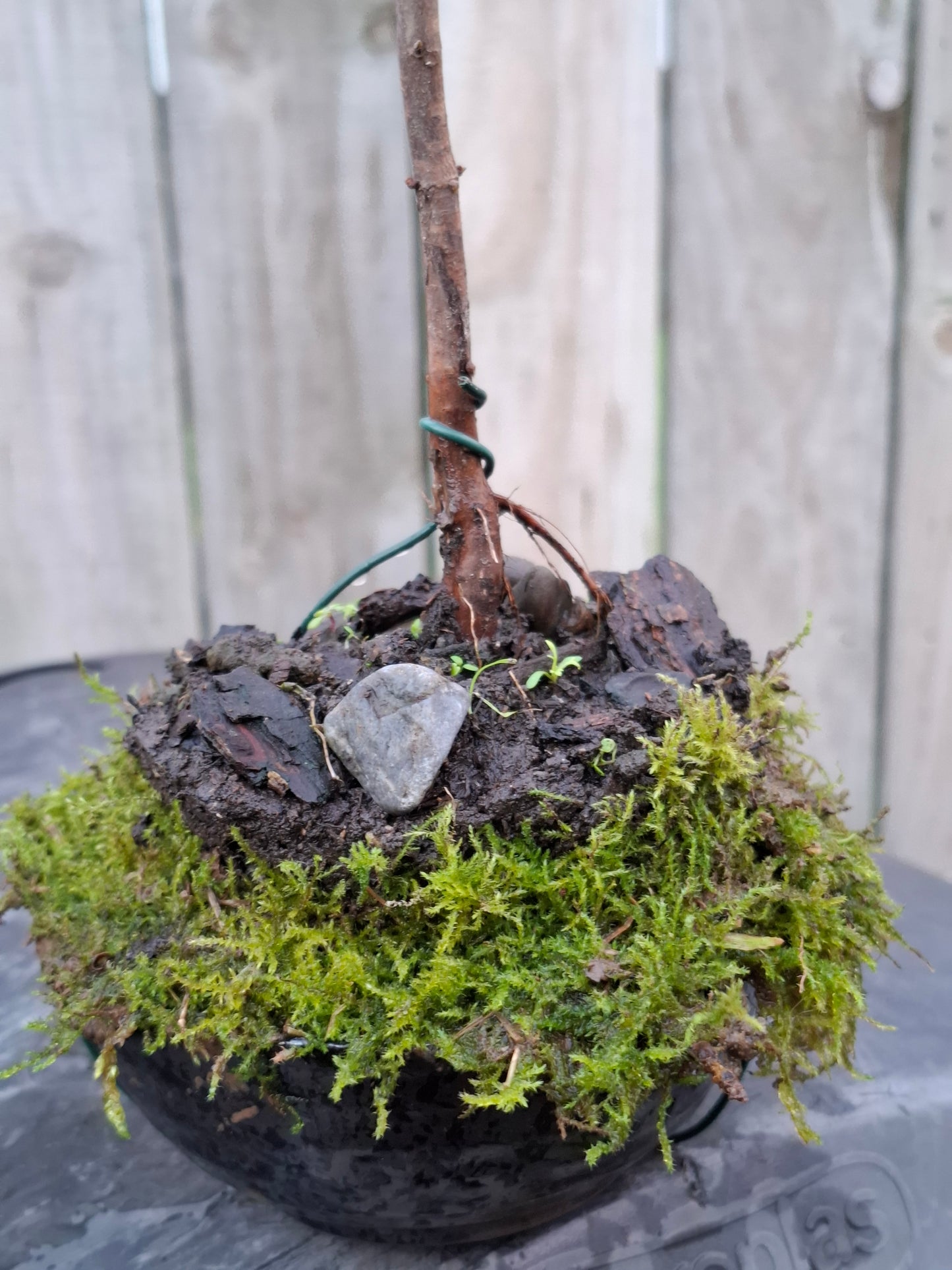 🌱 Literati Bonsai – Minimal Form, Maximum Presence