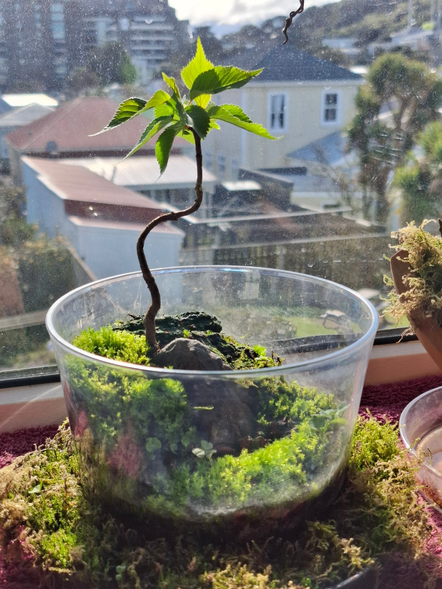 🌿 Miniature Cherry Landscape Bonsai – Root Over Rock in Clear Terrarium Vessel