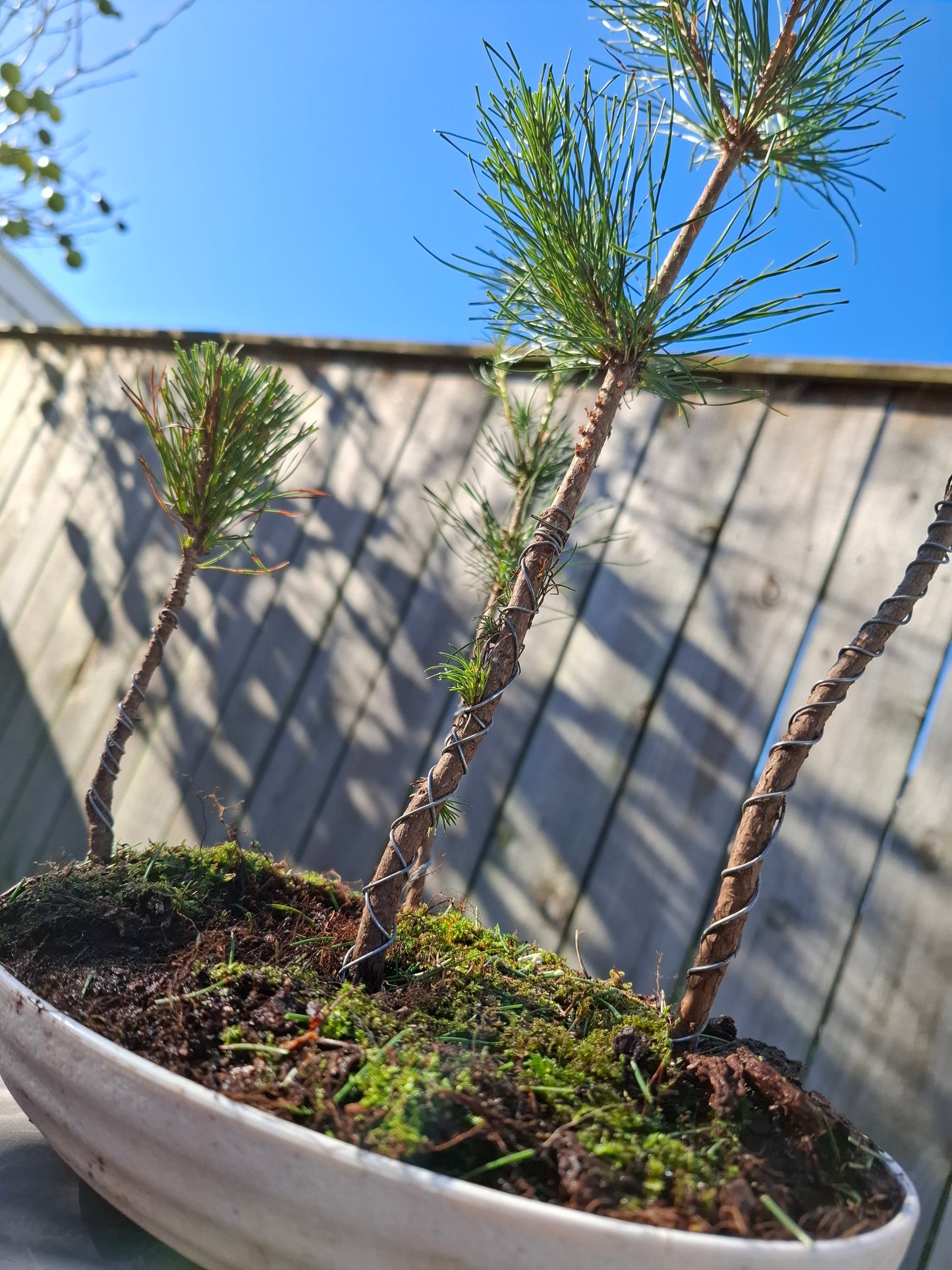 Pine Forest Bonsai (Matsu Bonsai) – A Living Work of Art 🌿