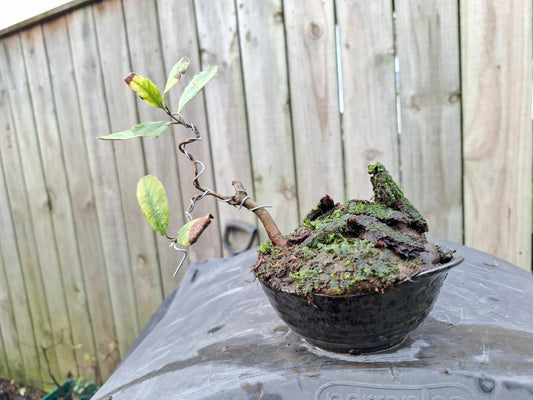 Windswept-Style Bonsai – (Fukinagashi)
Resilience Sculpted in Nature
