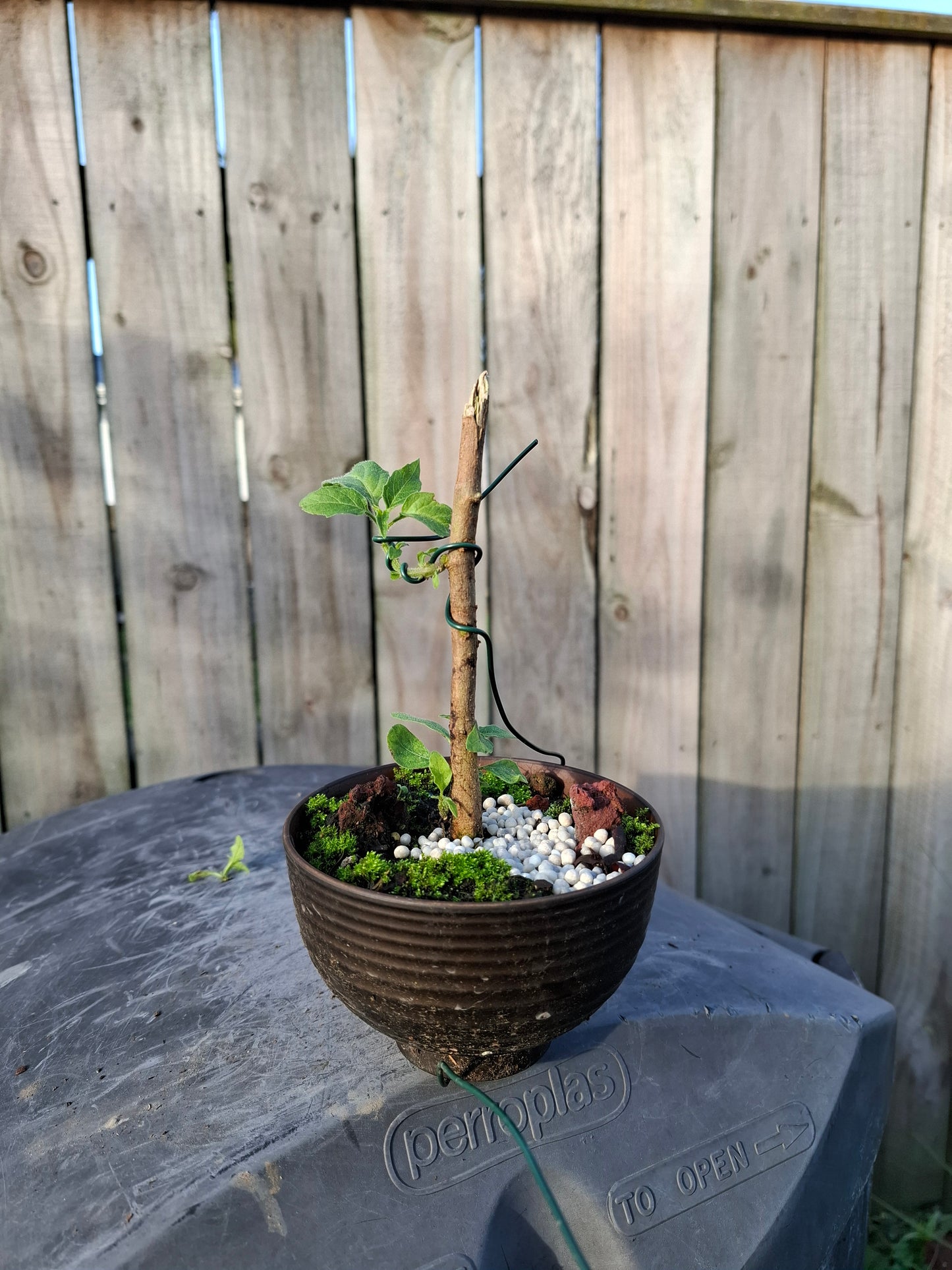 🌱 Bonsai Starter – The Beginning of a Timeless Journey 🌱