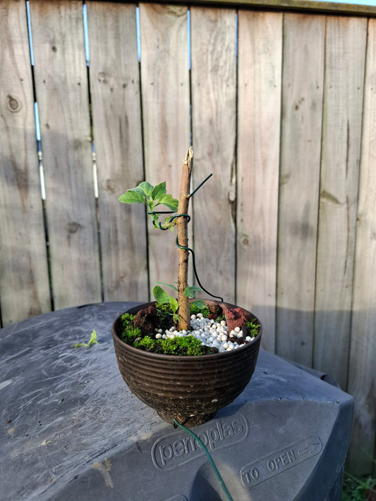 🌱 Bonsai Starter – The Beginning of a Timeless Journey 🌱