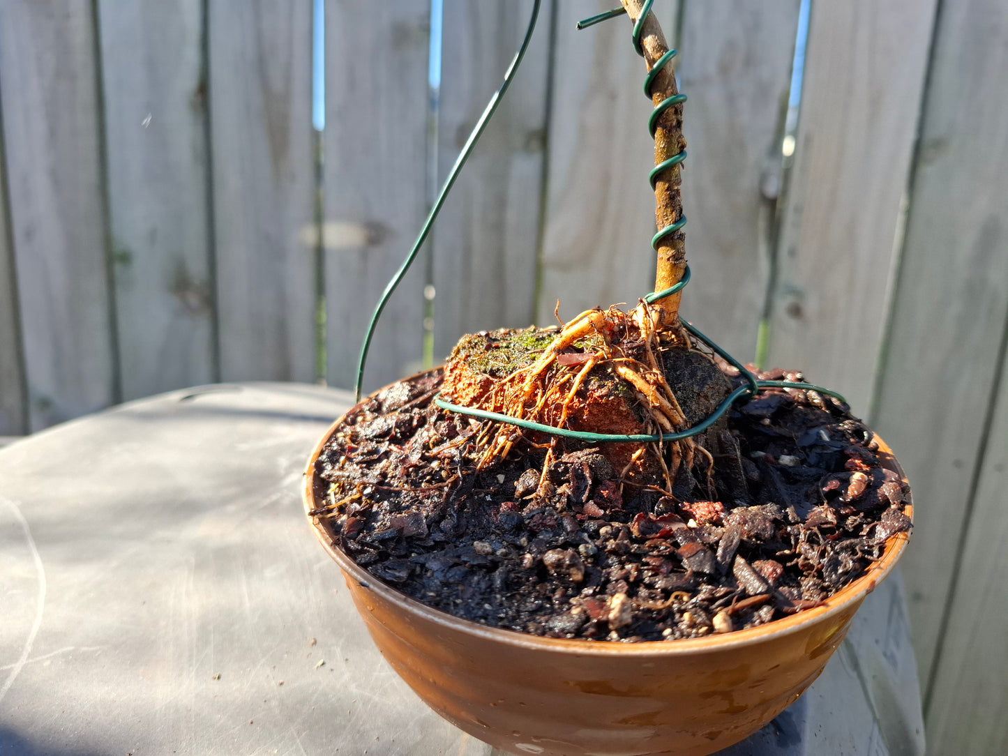 🌿 Kōwhai - Root-Over-Rock & Informal Upright (Moyogi) Bonsai | Golden Resilience & Sculpted Beauty 🏔️✨