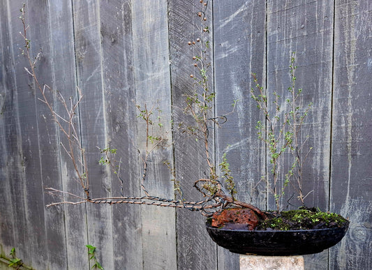 🌳 Mānuka - Ishizuki & Ikadabuki Bonsai 🌳