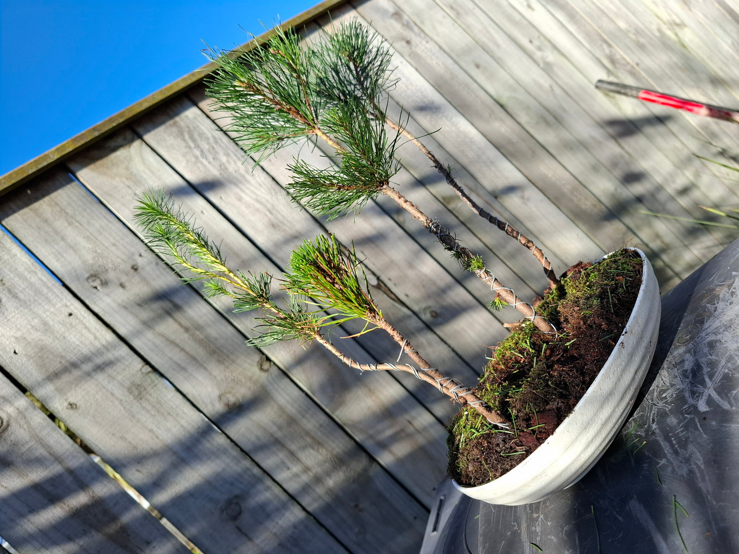Pine Forest Bonsai (Matsu Bonsai) – A Living Work of Art 🌿