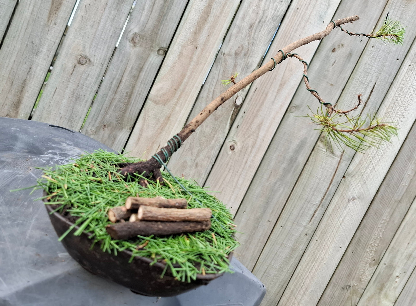 🌲🌲 Ancient Pine - Windswept (Fukinagashi) Style Bonsai | Nature’s Resilience & Sculpted Elegance 🌬️