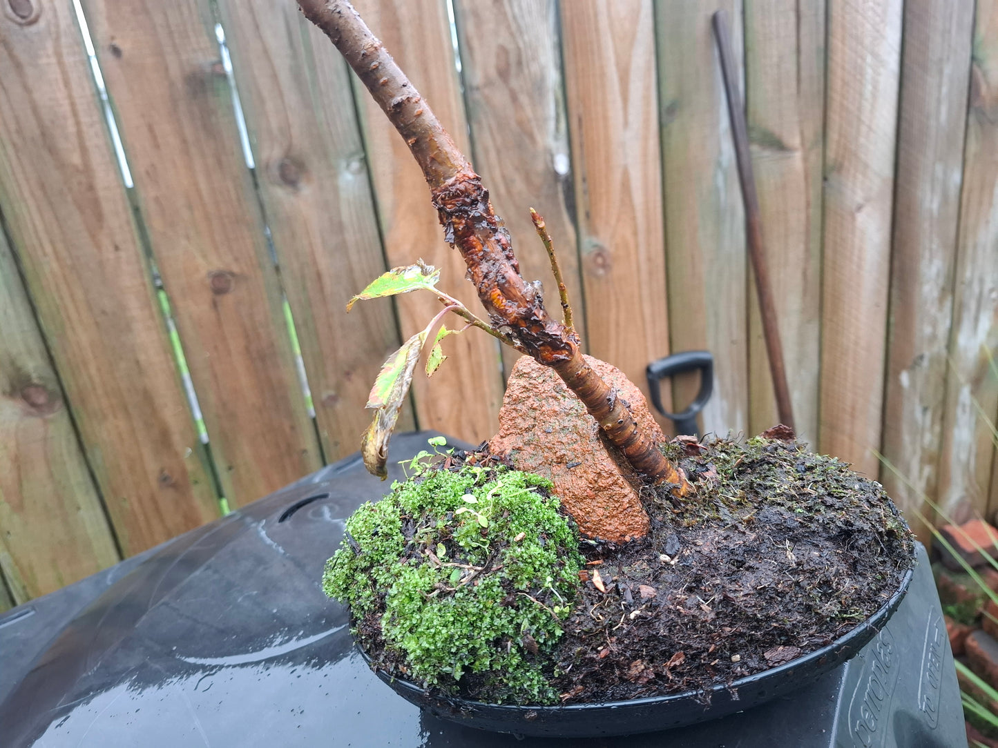 Ishizuki Rock-Planting Style Bonsai – A Masterpiece of Natural Harmony 🌿🪨