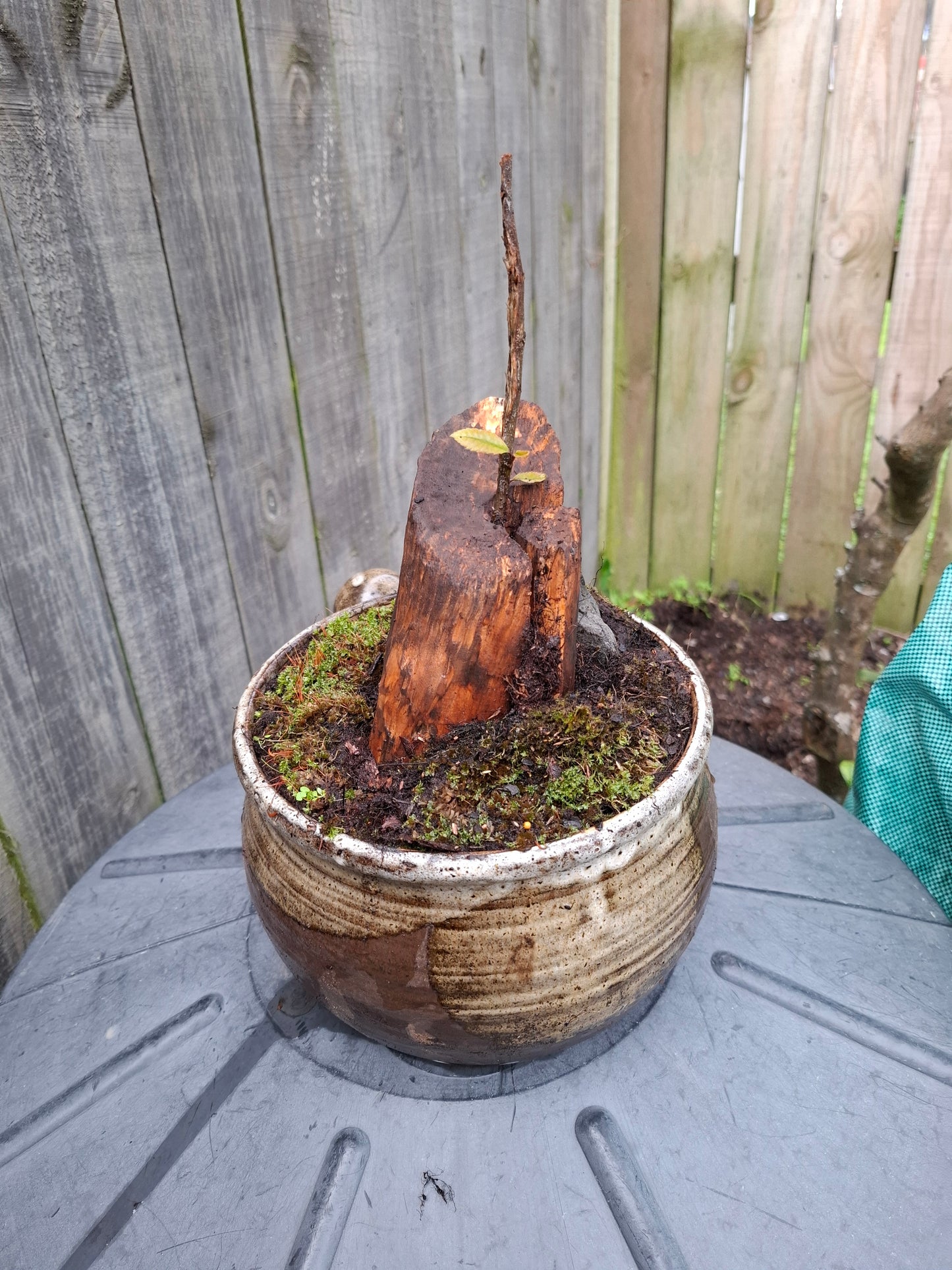 🌲🪨 Fragmented Harmony – Tanuki Bonsai in Glazed Japanese Pot