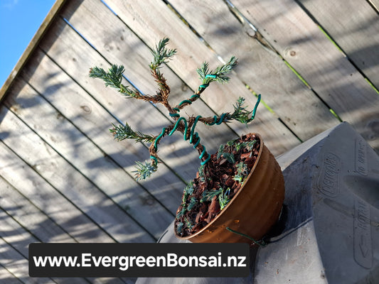 🌿 Japanese Garden Juniper Fukinagashi Bonsai 🌿