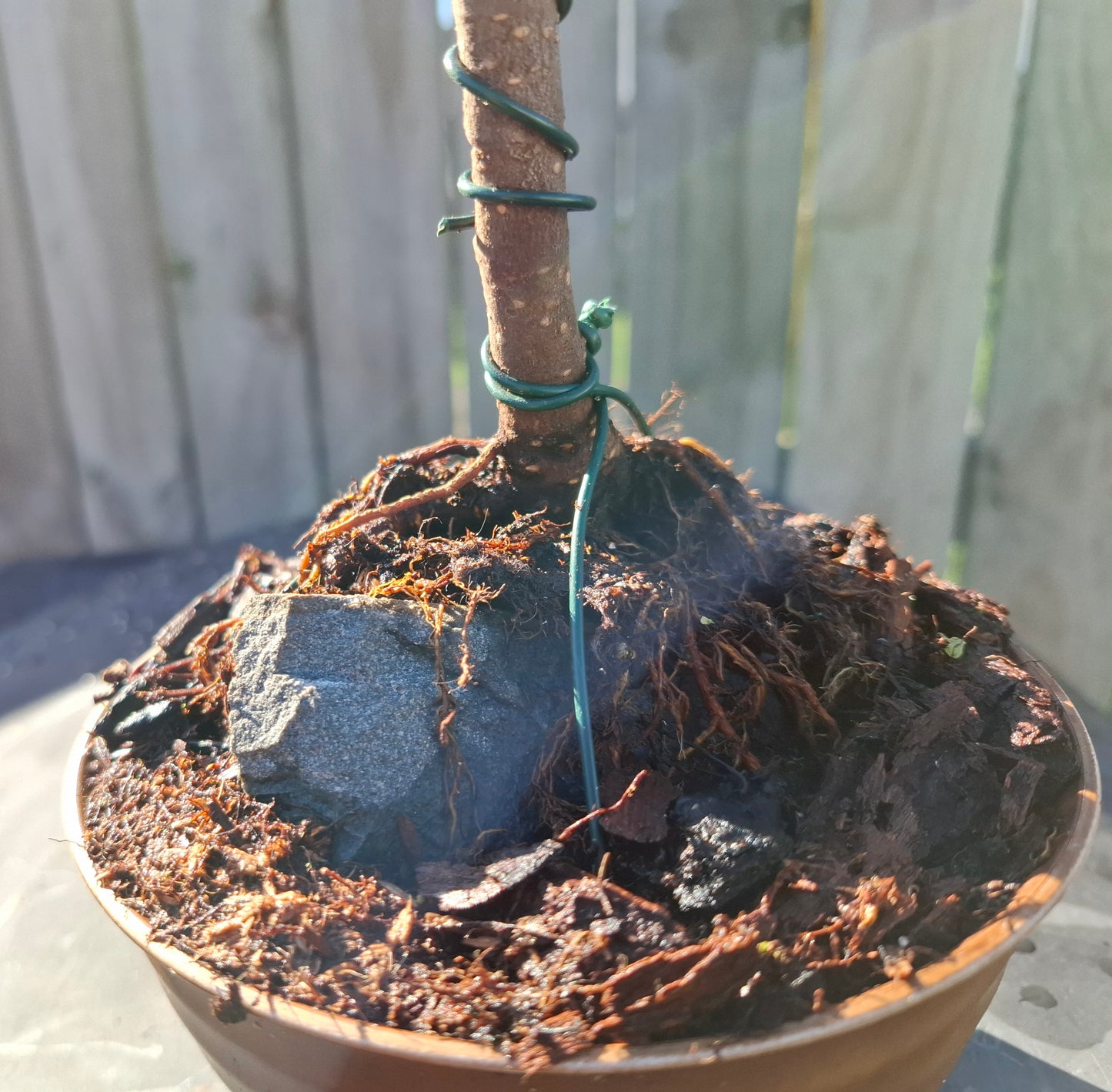 🌳 Ficus retusa Bonsai – Root Over Rock (Ishitsuki)  🪨, Dual Trunk (Sokan) 🌴🌴