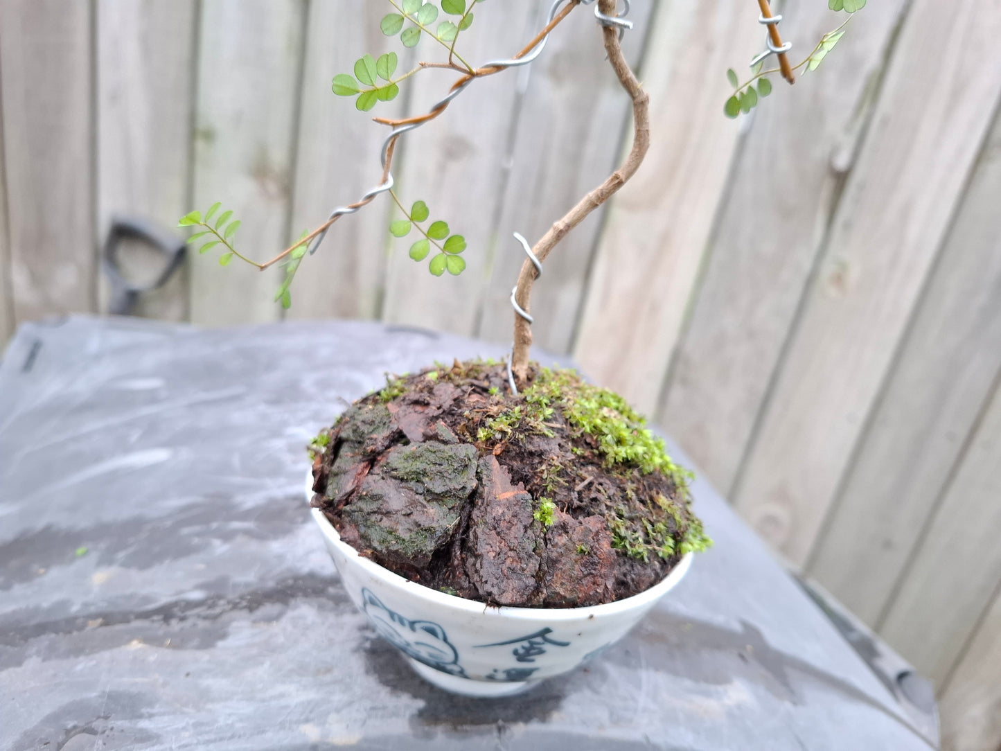Kowhai Literati Bonsai – Grace in Every Curve 🌴🌿