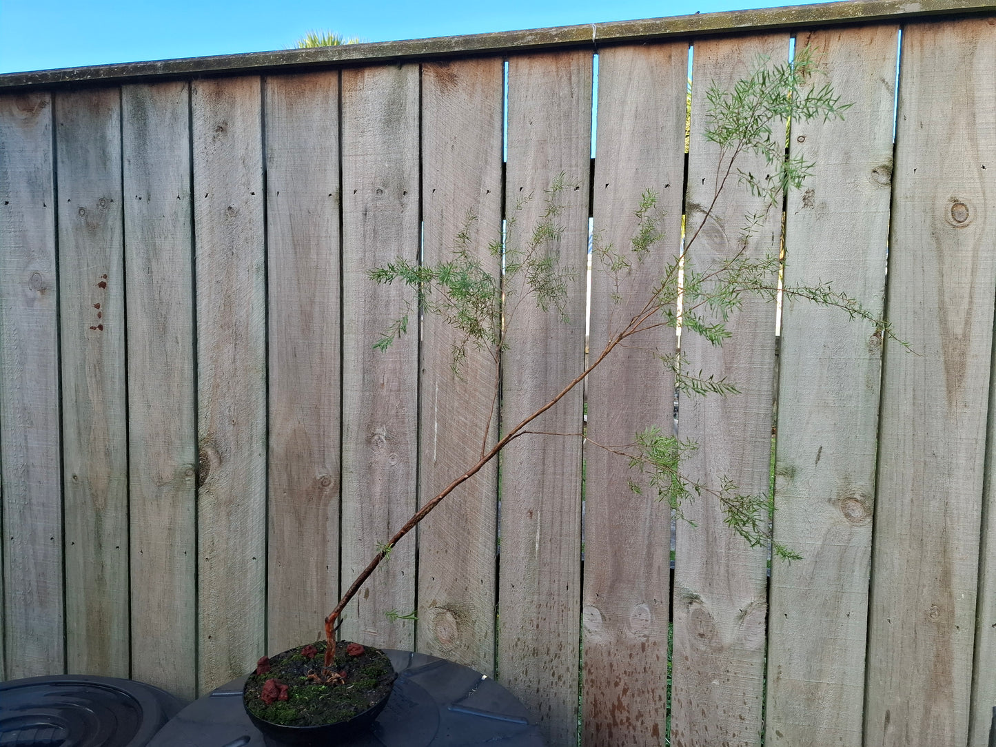Kānuka - Fukinagashi Bonsai – The Spirit of the Wind 🌬️🌿