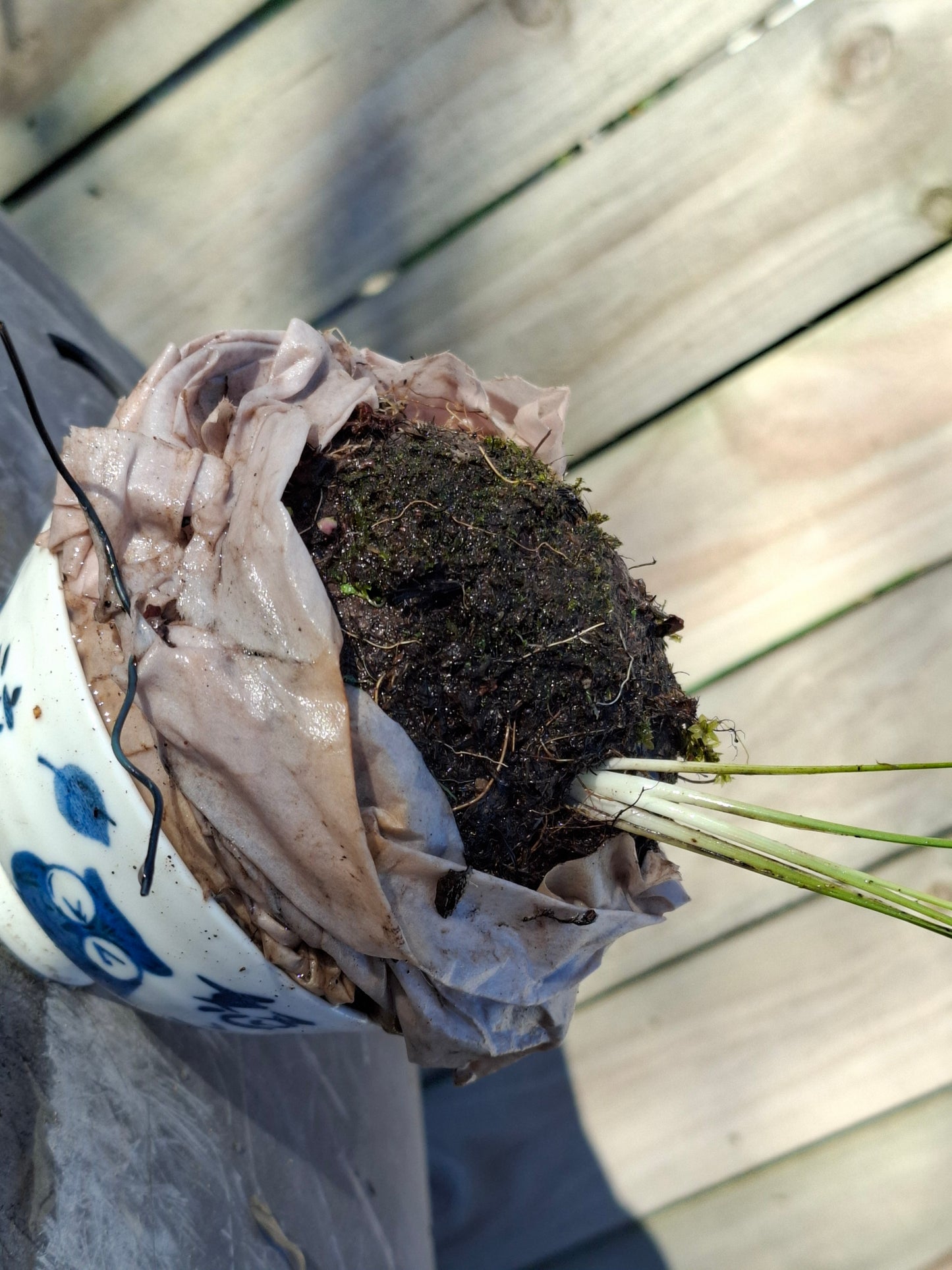 Harakeke Kokedama
New Zealand Flax Moss Ball