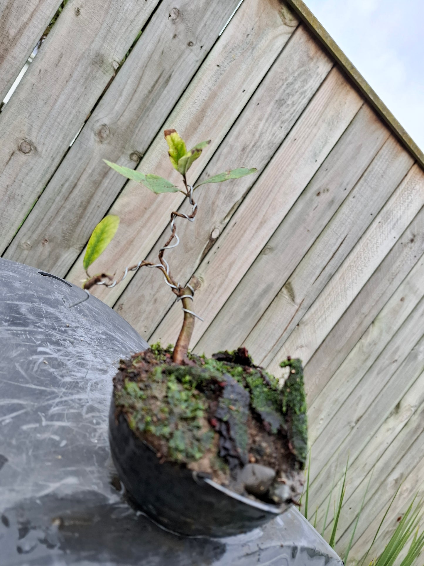 Windswept-Style Bonsai – (Fukinagashi)
Resilience Sculpted in Nature