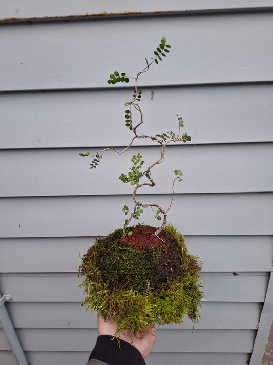 🌿 Literati-Style Kowhai Bonsai – Volcanic Moss Ball Edition