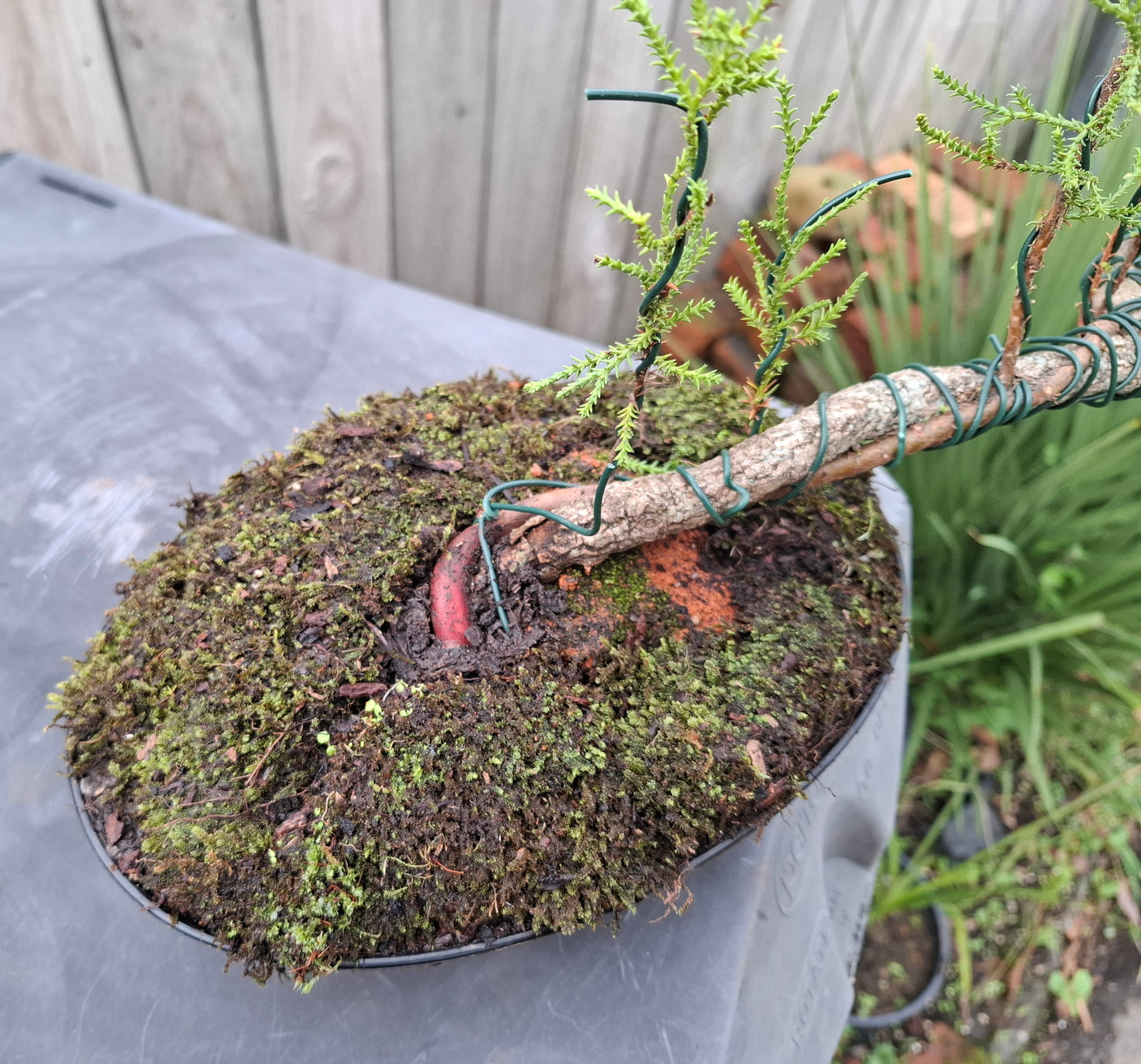 🌿 Pine - Raft-Style (Ikadabuki) & Tanuki Bonsai 🛶