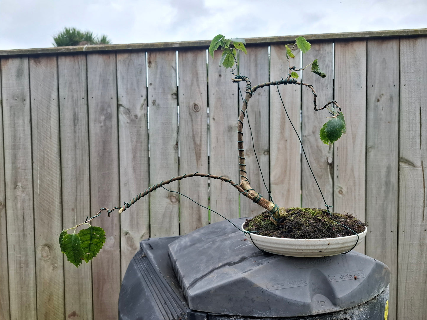 Hoheria Populnea Semi-Cascade Bonsai – A Flowing Expression of Nature 🌿