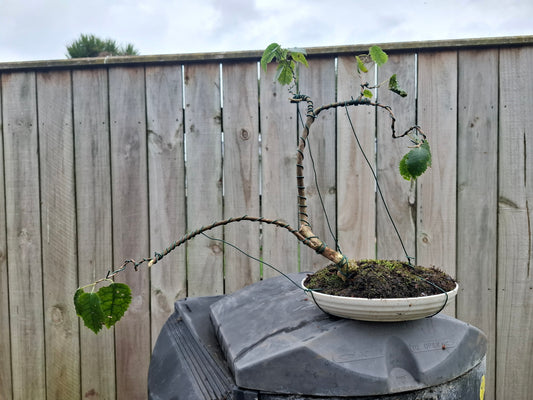 Hoheria Populnea Semi-Cascade Bonsai – A Flowing Expression of Nature 🌿