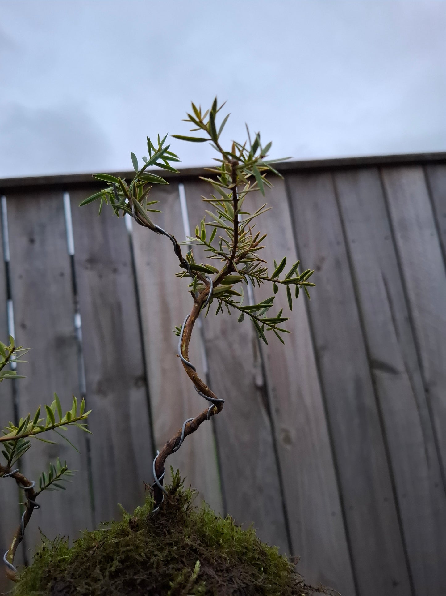 🌿 Podocarpus Totara – Dual Tree Forest Bonsai