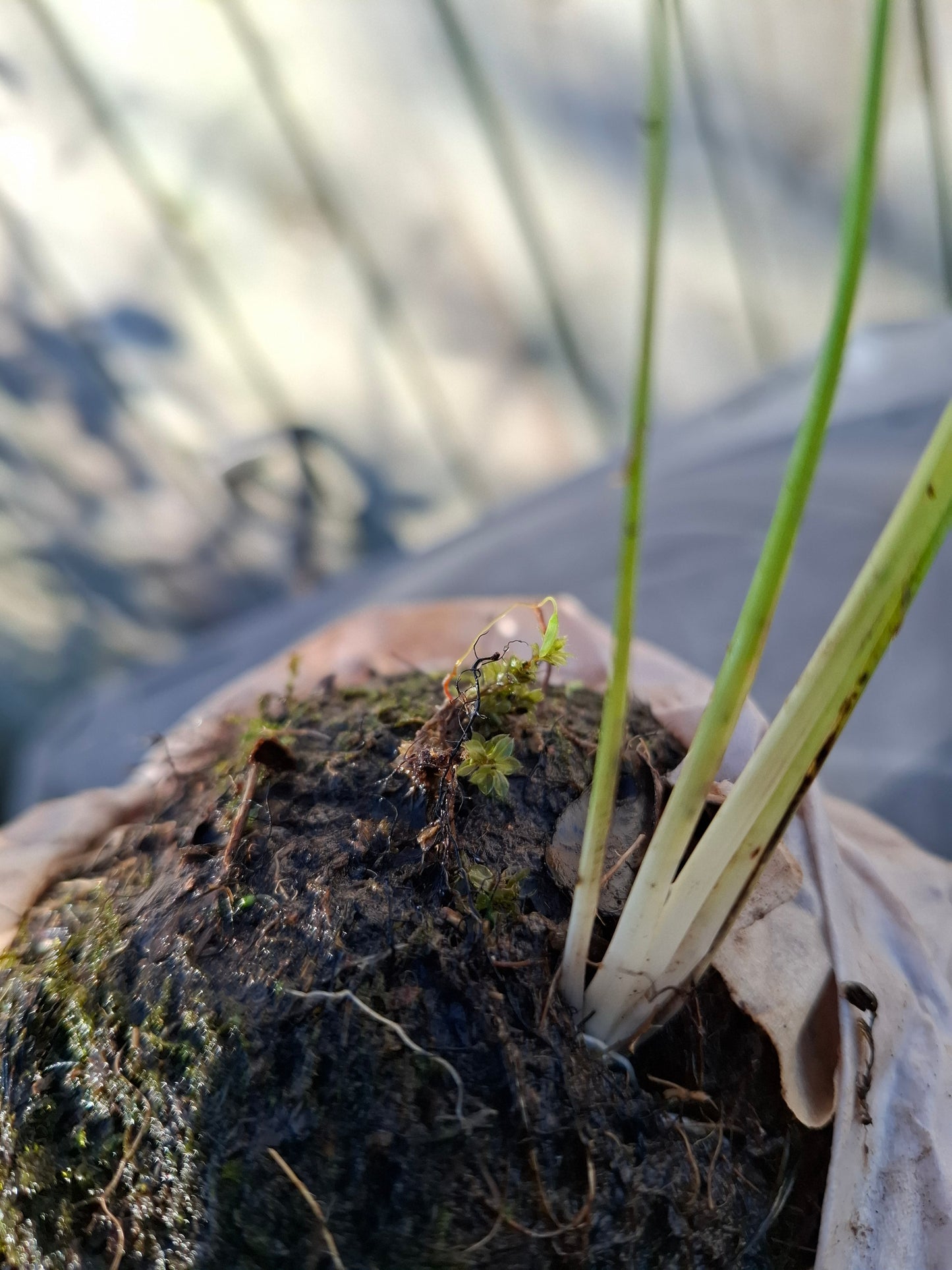 Harakeke Kokedama
New Zealand Flax Moss Ball