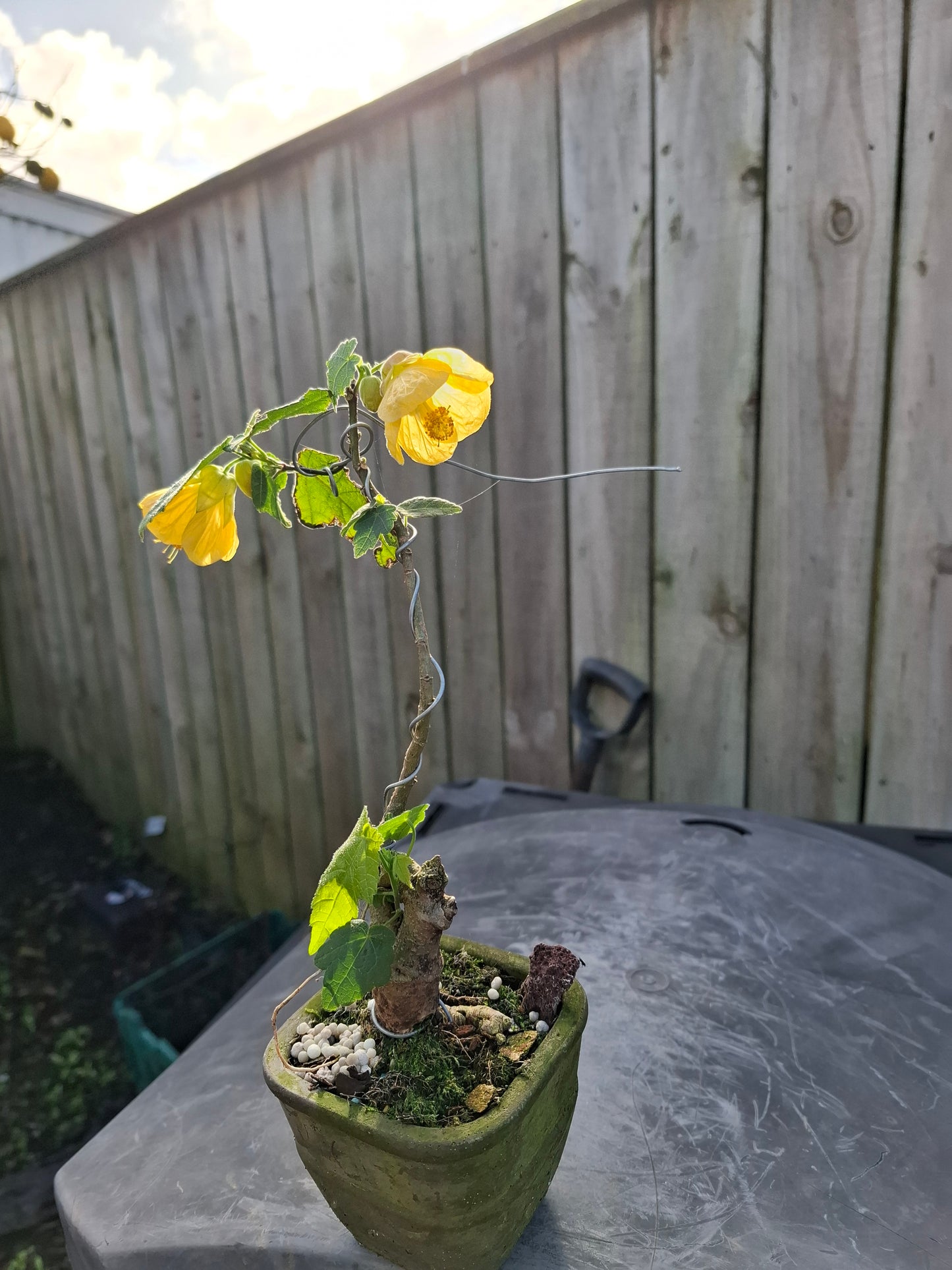 🏵Abutilon Literati Bonsai – Chinese Lantern / Flowering Maple