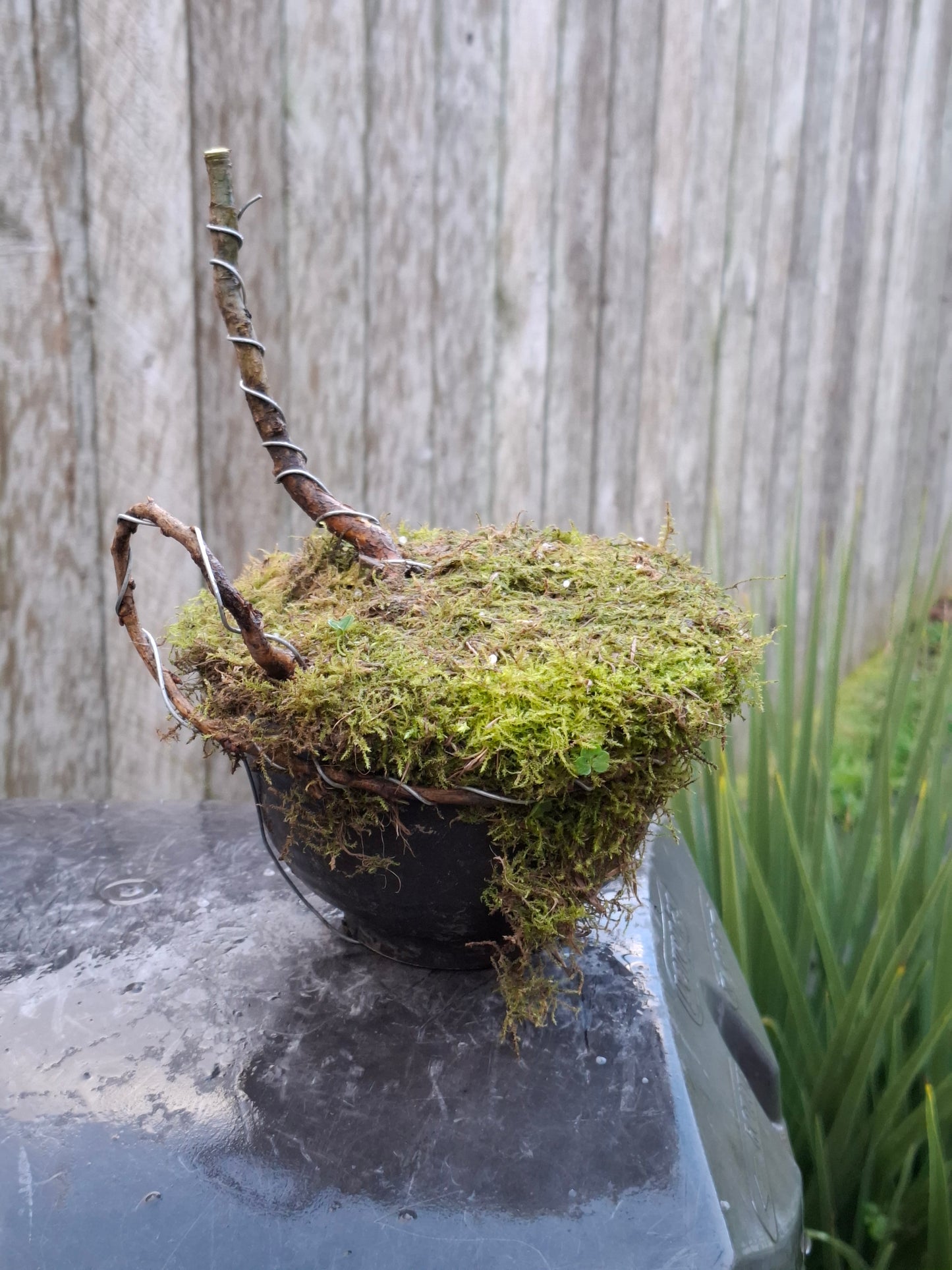 🌿 Dual Bonsai Showcase – A Study in Contrast