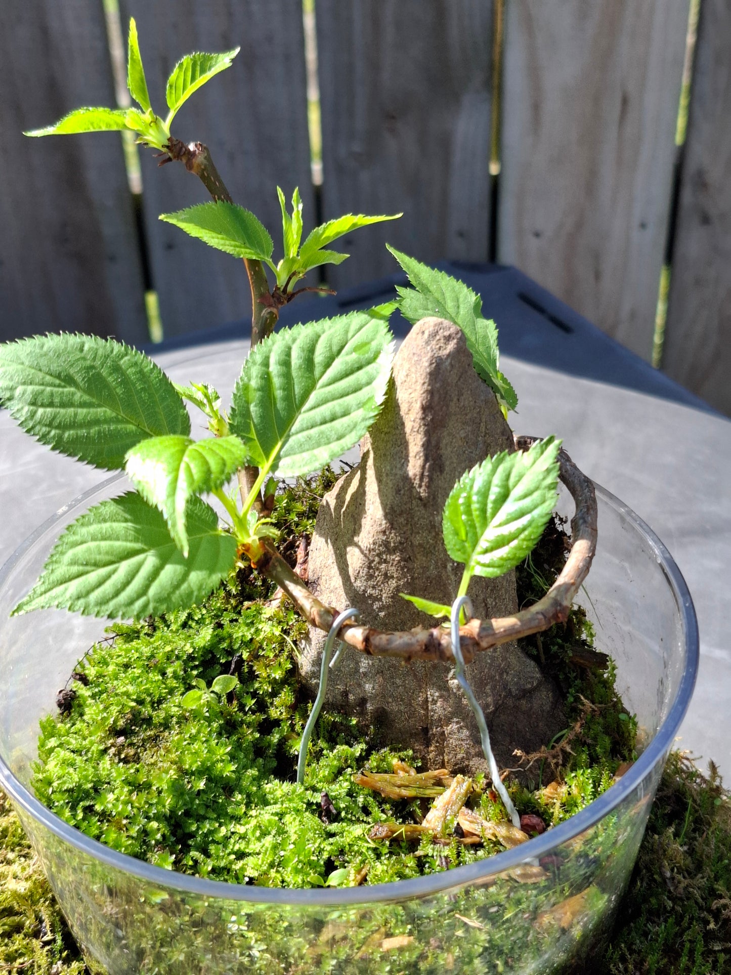 🌸 Cherry Root-Over-Rock Bonsai in Clear Vase Terrarium