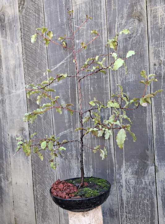 🌿 Tarata Literati Style Bonsai 🌿