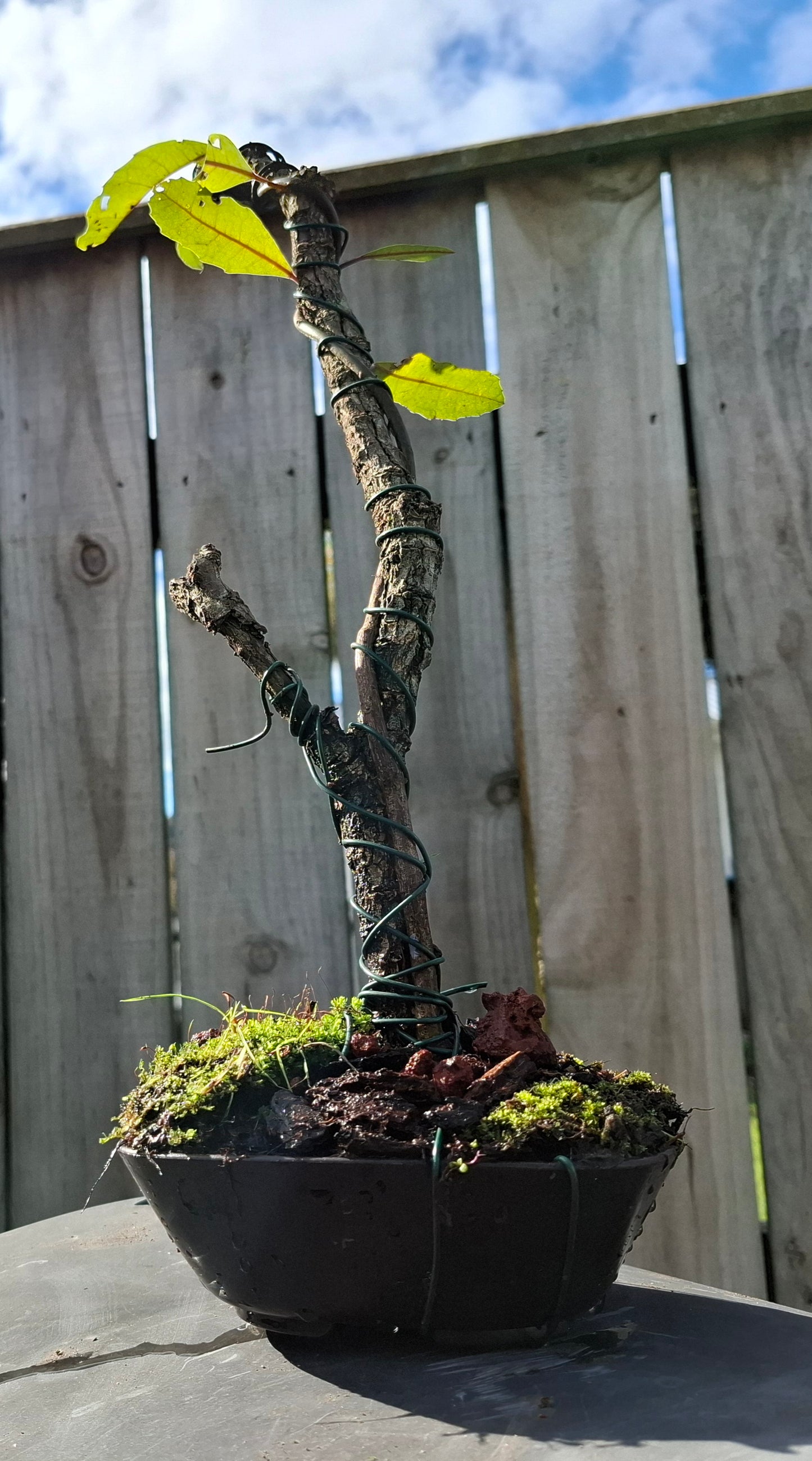 🌿 Tanuki-Style Bonsai – A Fusion of Renewal & Timeless Beauty 🏯