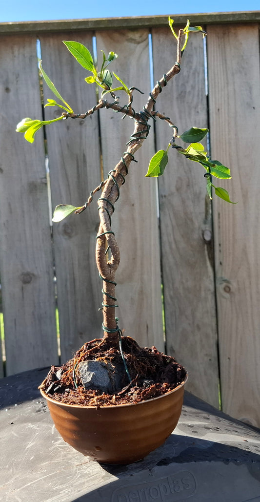 🌳 Ficus retusa Bonsai – Root Over Rock (Ishitsuki)  🪨, Dual Trunk (Sokan) 🌴🌴
