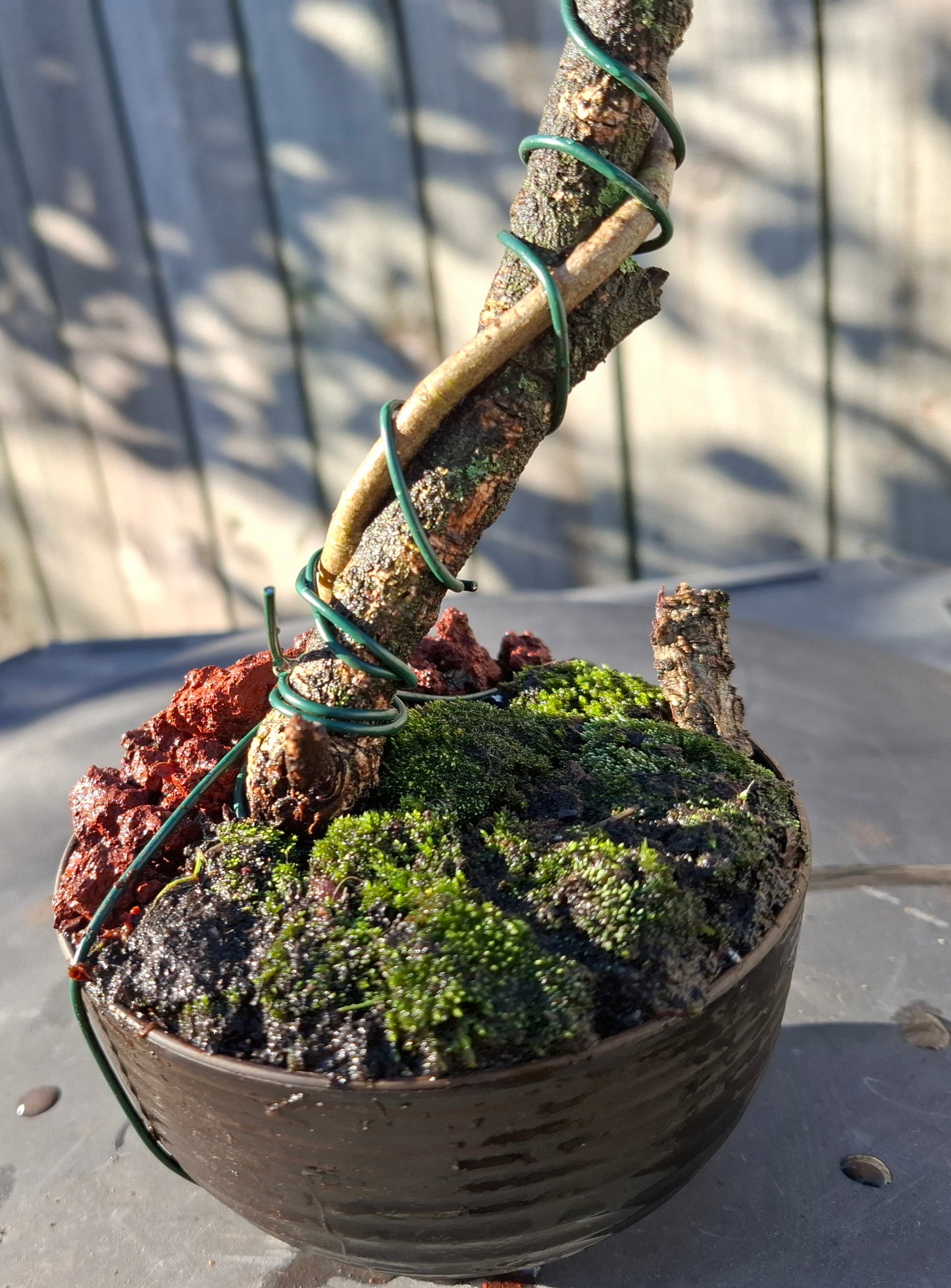 🌿 Tarata Tanuki-Style Bonsai – A Fusion of Resilience & Artistry