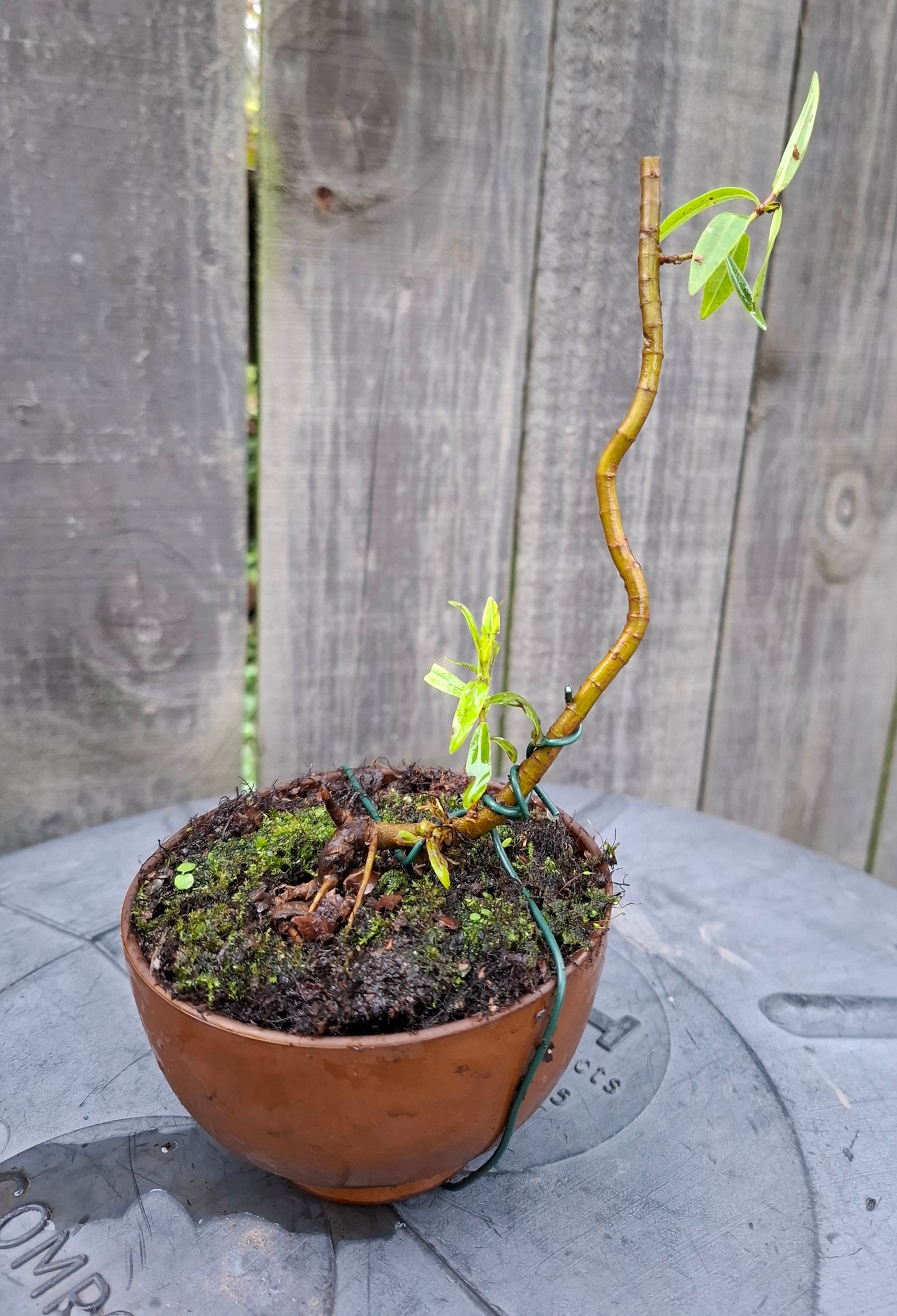 🎨 Discover the Art of Moyogi Bonsai—A Natural, Elegant Masterpiece 🌿✨