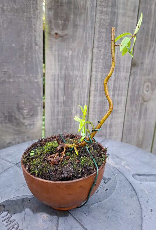 🎨 Discover the Art of Moyogi Bonsai—A Natural, Elegant Masterpiece 🌿✨