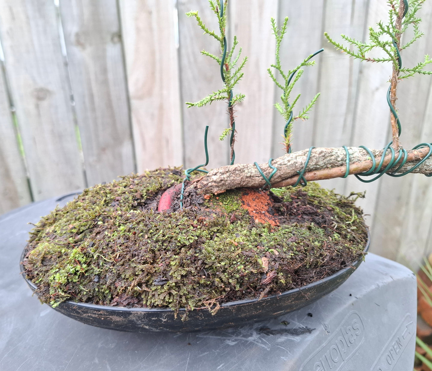 🌿 Pine - Raft-Style (Ikadabuki) & Tanuki Bonsai 🛶