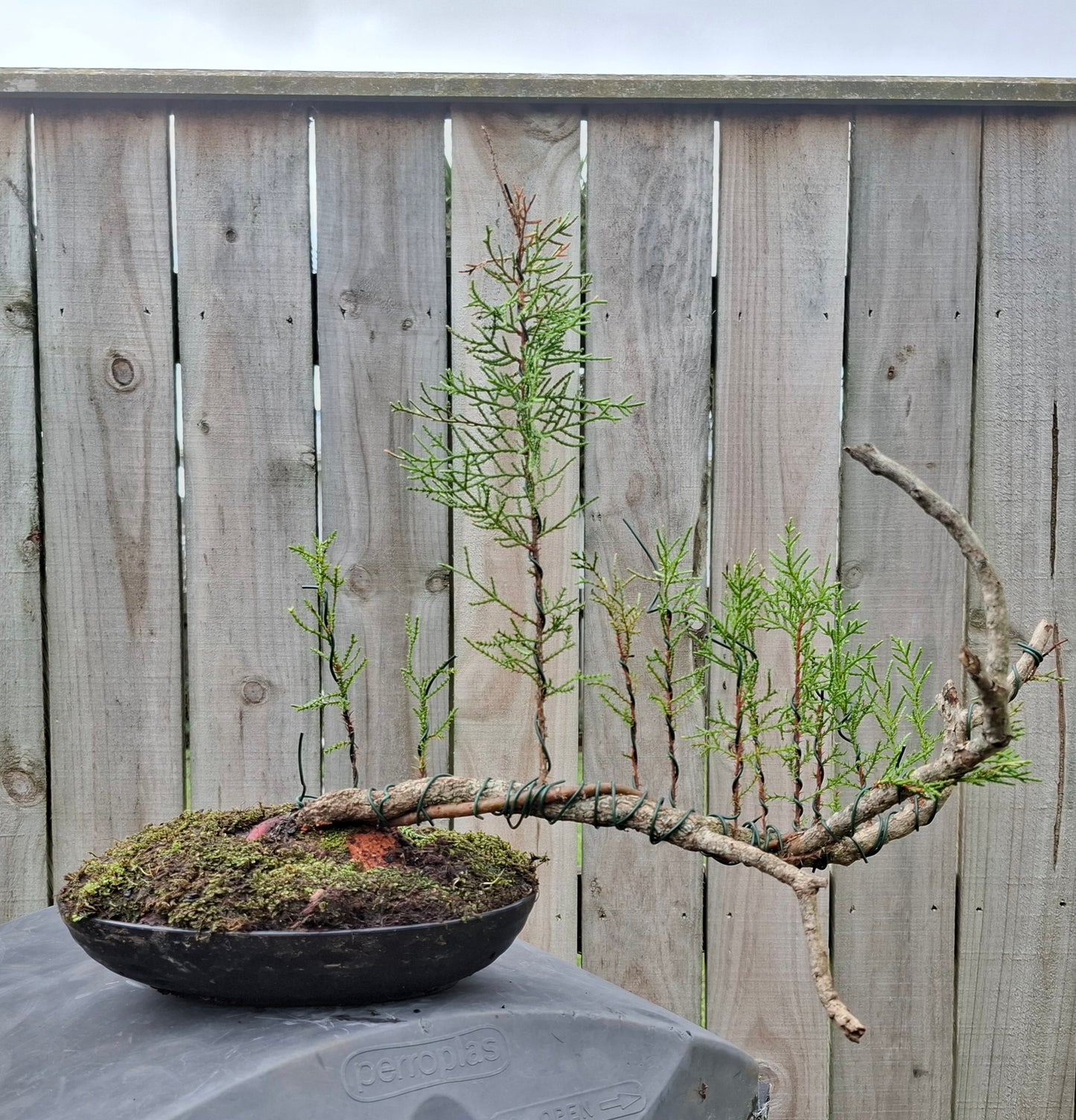 🌿 Pine - Raft-Style (Ikadabuki) & Tanuki Bonsai 🛶