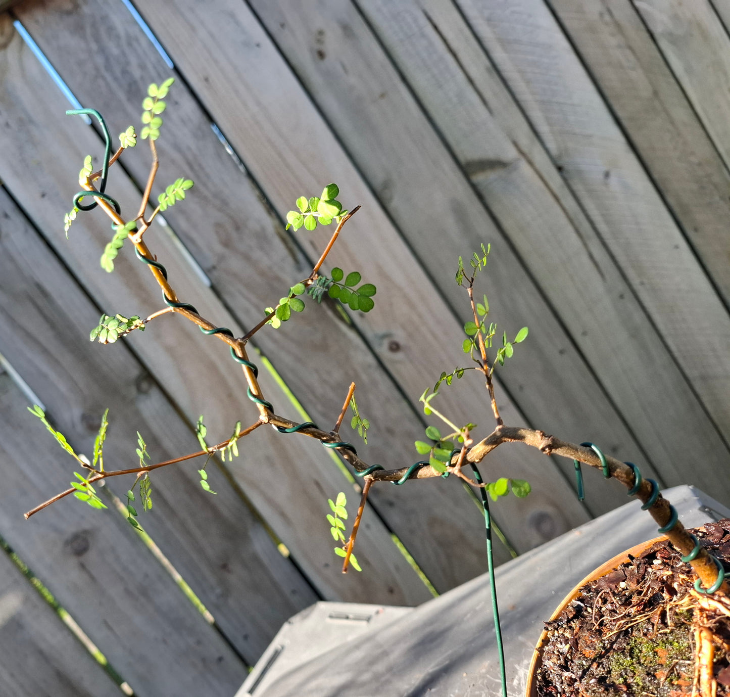 🌿 Kōwhai - Root-Over-Rock & Informal Upright (Moyogi) Bonsai | Golden Resilience & Sculpted Beauty 🏔️✨