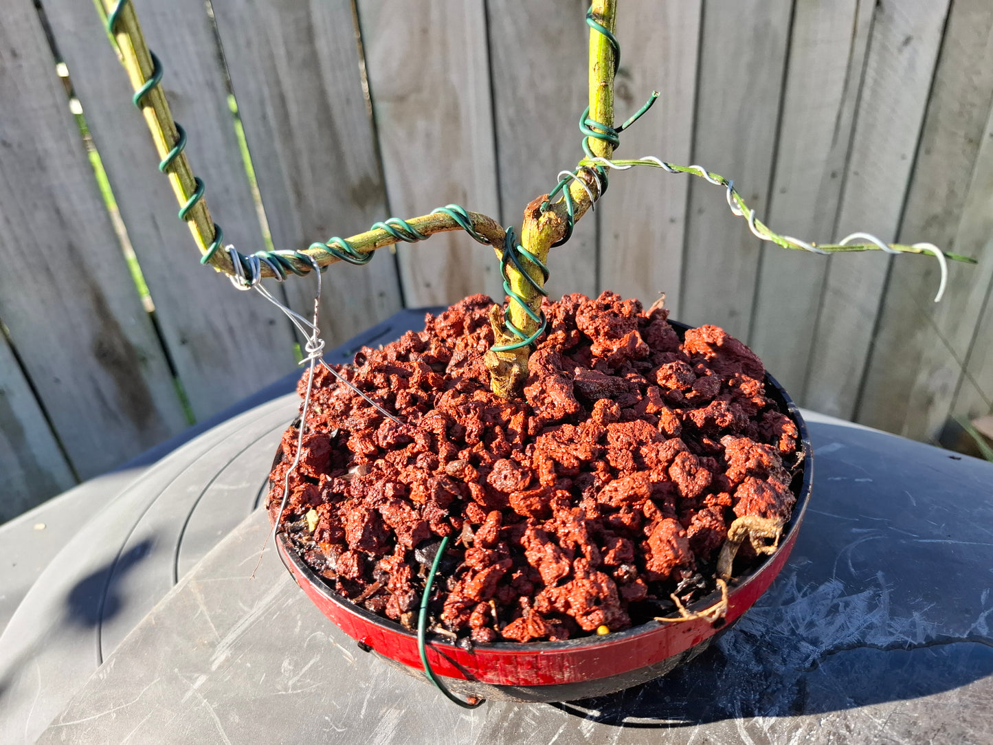 Carmichaelia Aligera Dual Trunk Bonsai – A Symbol of Balance & Resilience 🌿