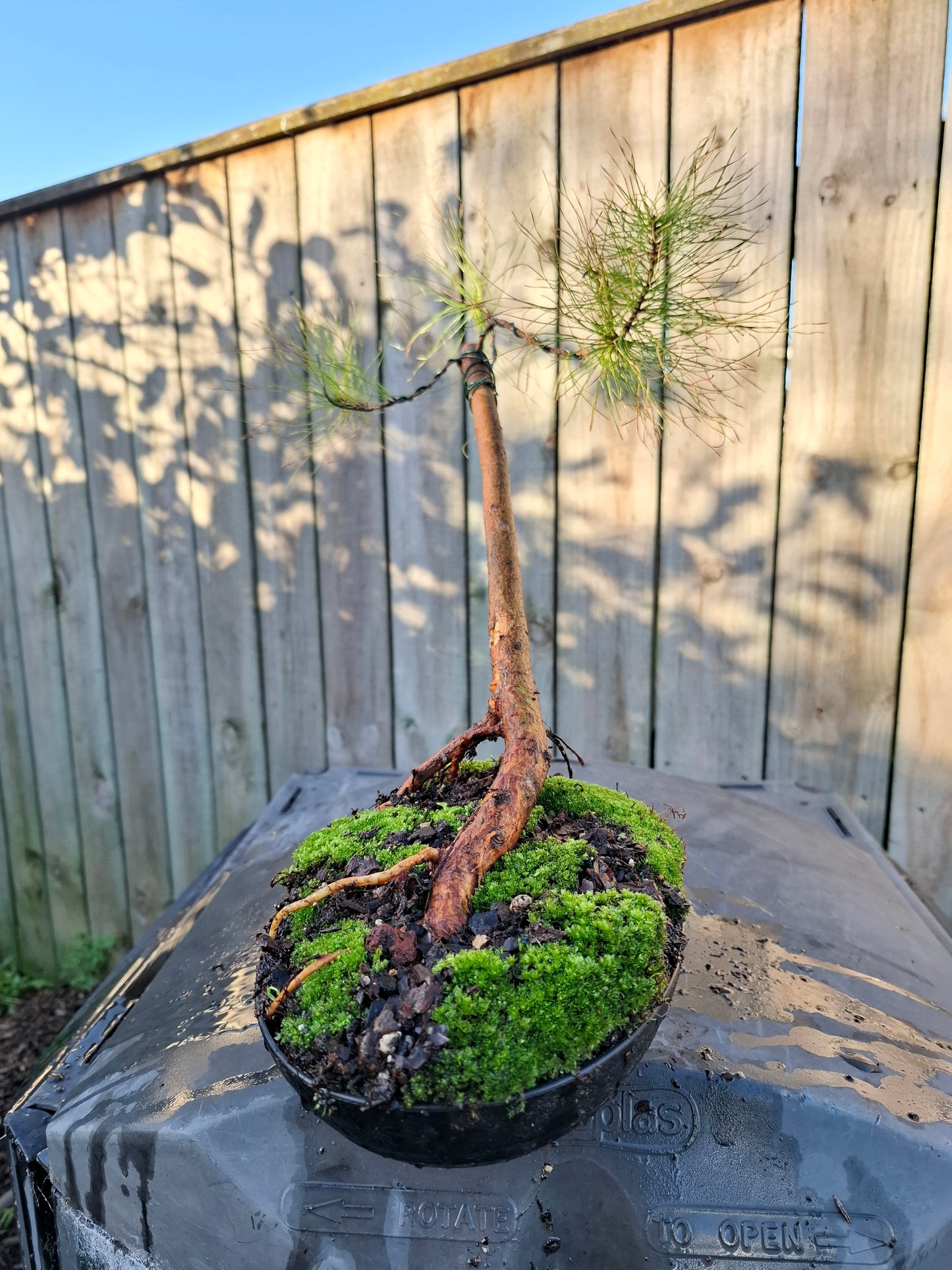 🌿 Windswept Pine Bonsai | Nebari Elegance & Resilient Motion 🌬️