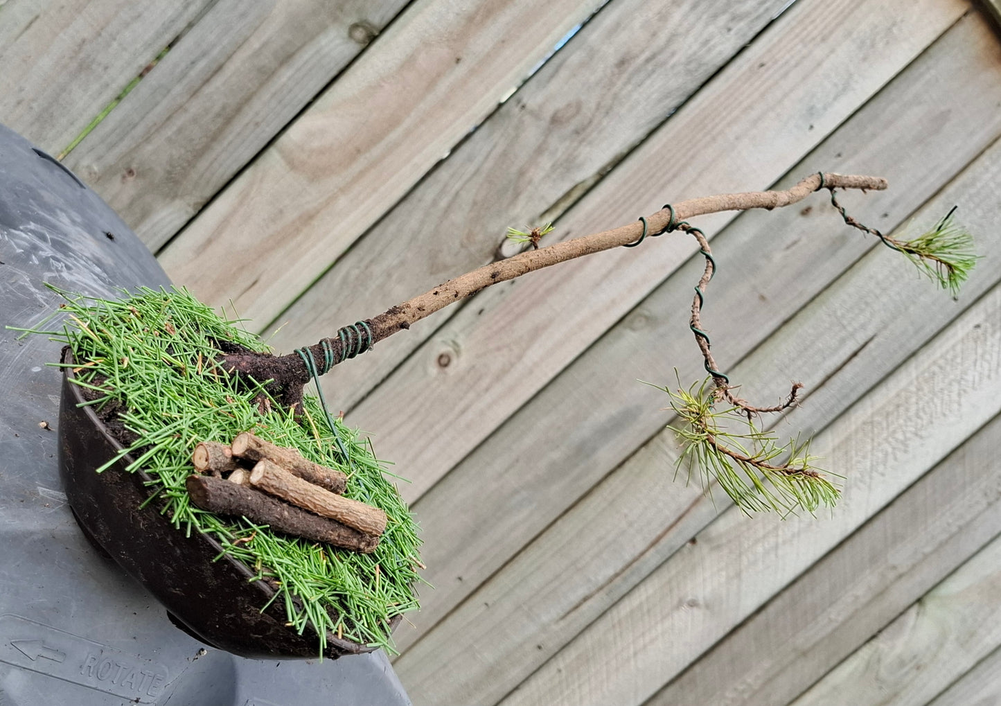 🌲🌲 Ancient Pine - Windswept (Fukinagashi) Style Bonsai | Nature’s Resilience & Sculpted Elegance 🌬️