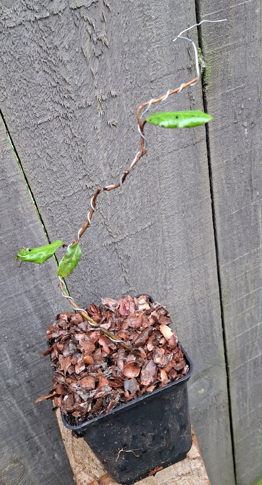Starter Bonsai – A Perfect Beginning to Your Bonsai Journey 🌊🌲