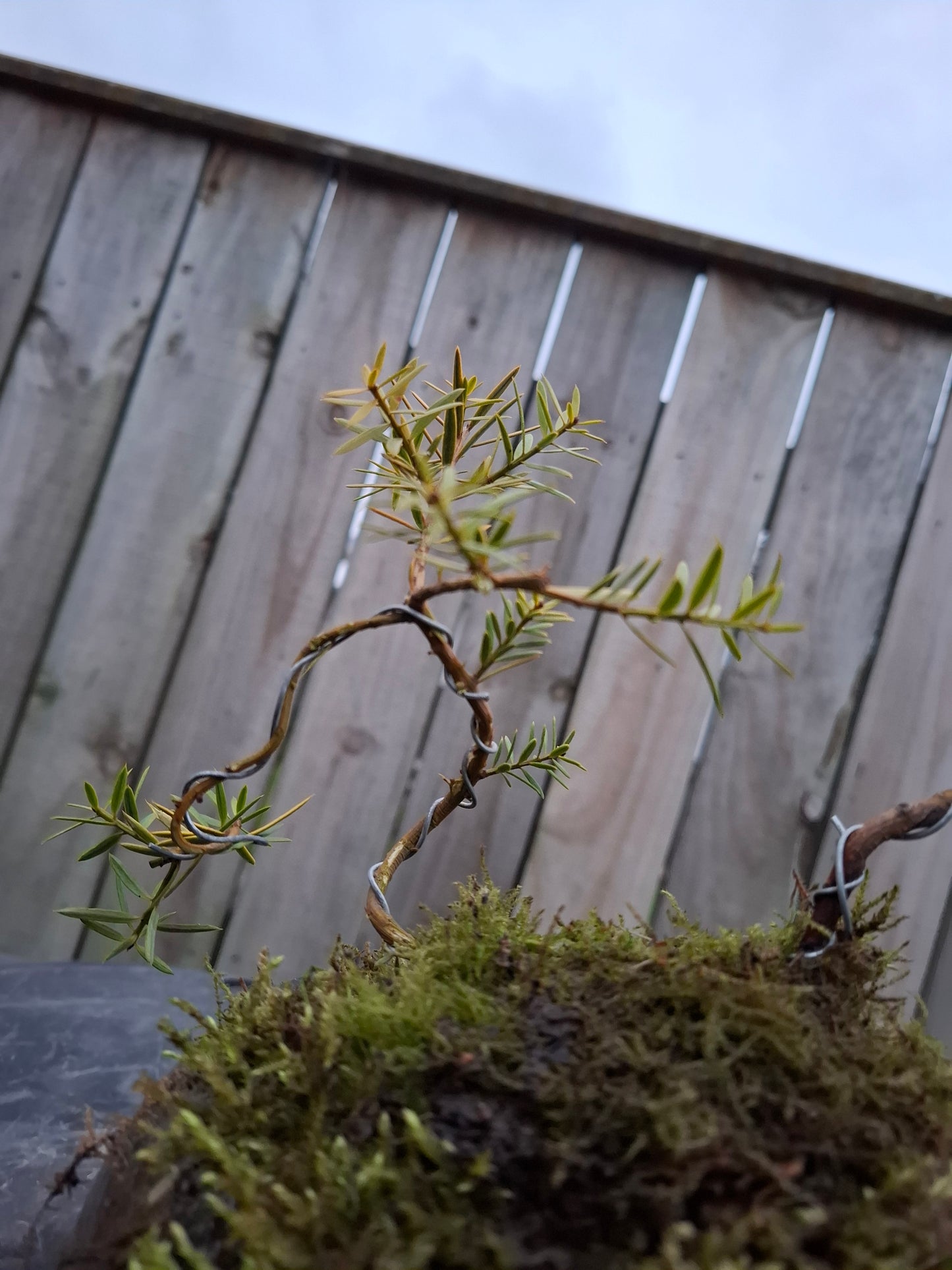 🌿 Podocarpus Totara – Dual Tree Forest Bonsai