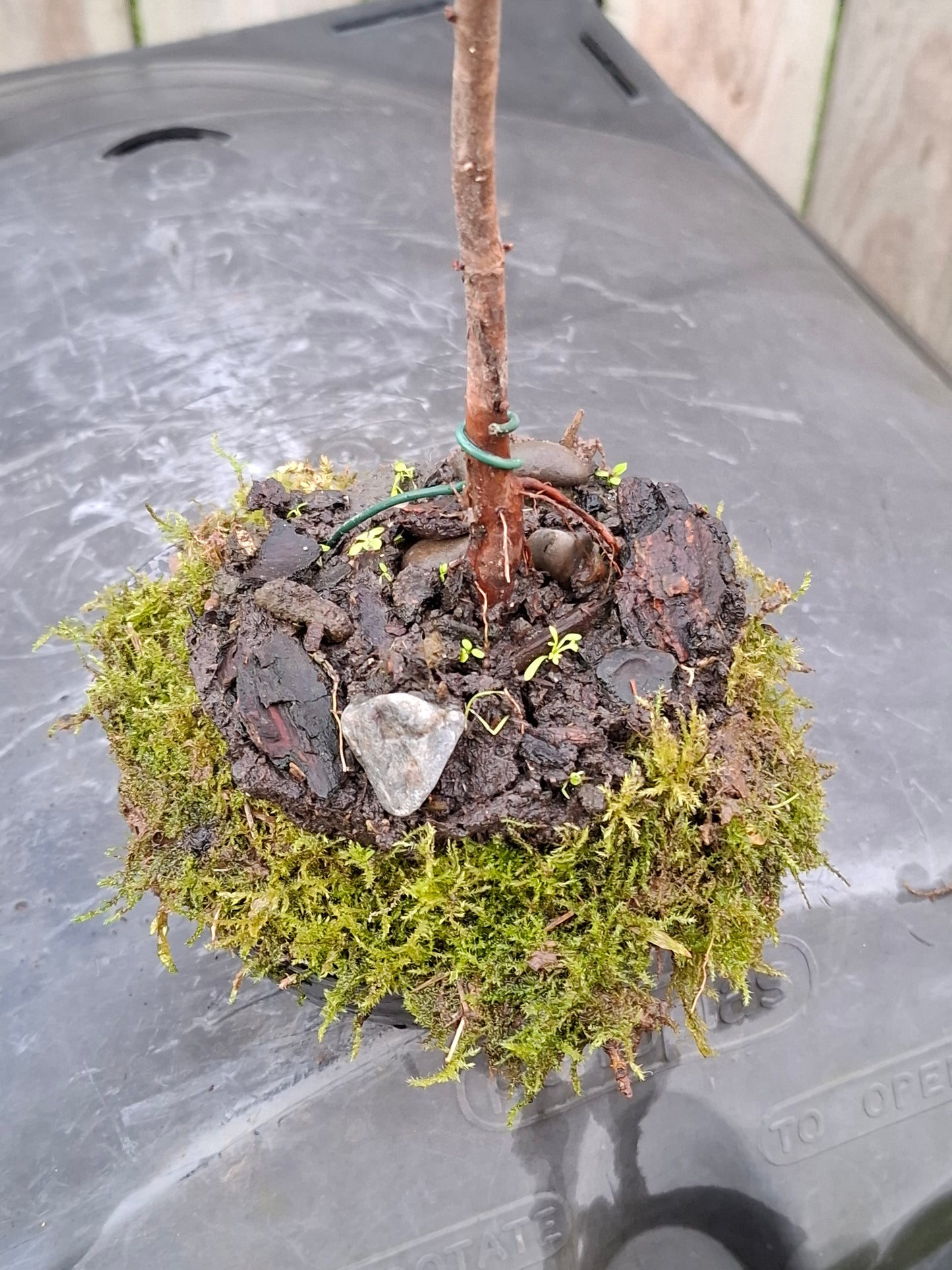🌱 Literati Bonsai – Minimal Form, Maximum Presence